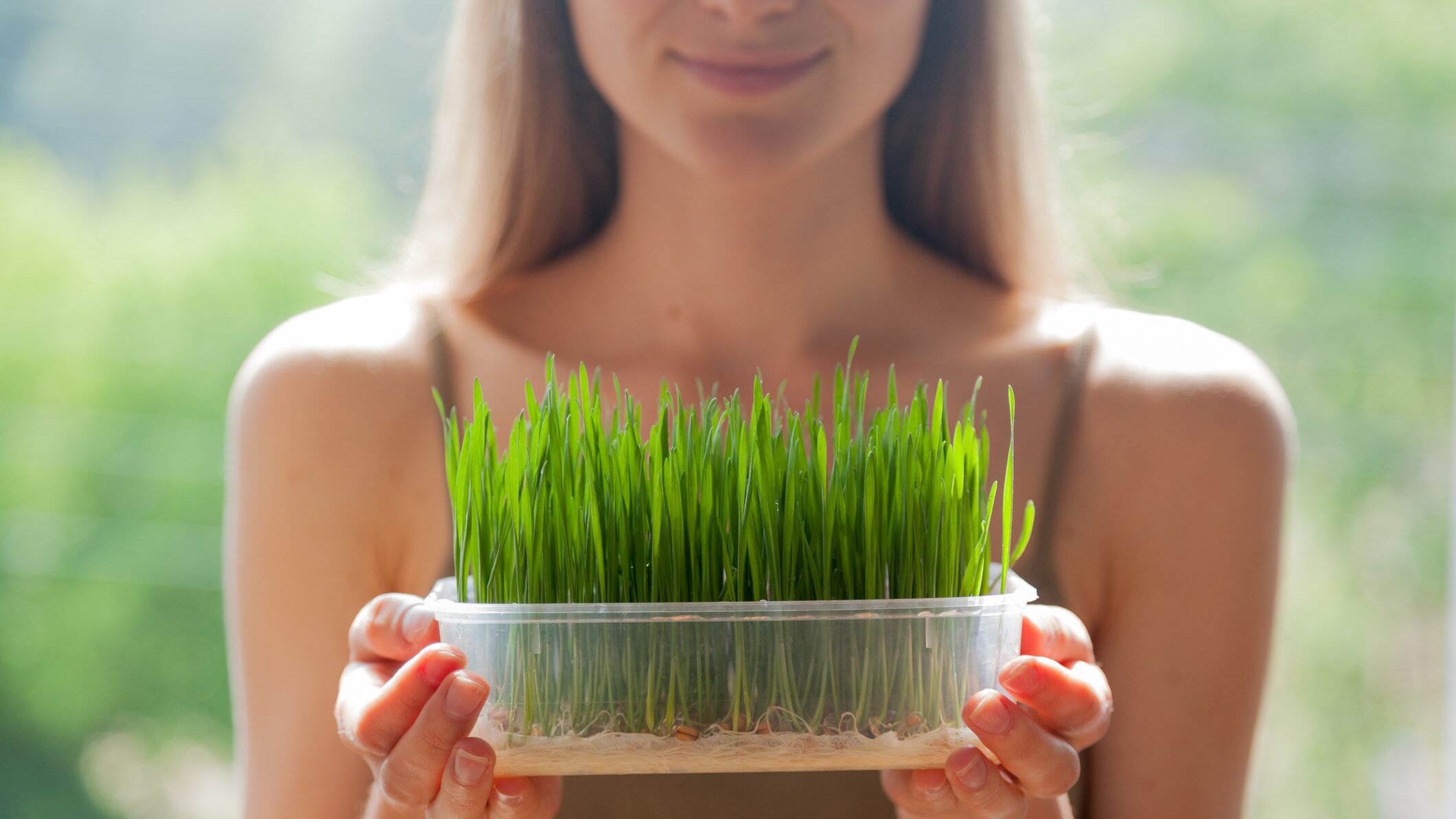 wheatgrass