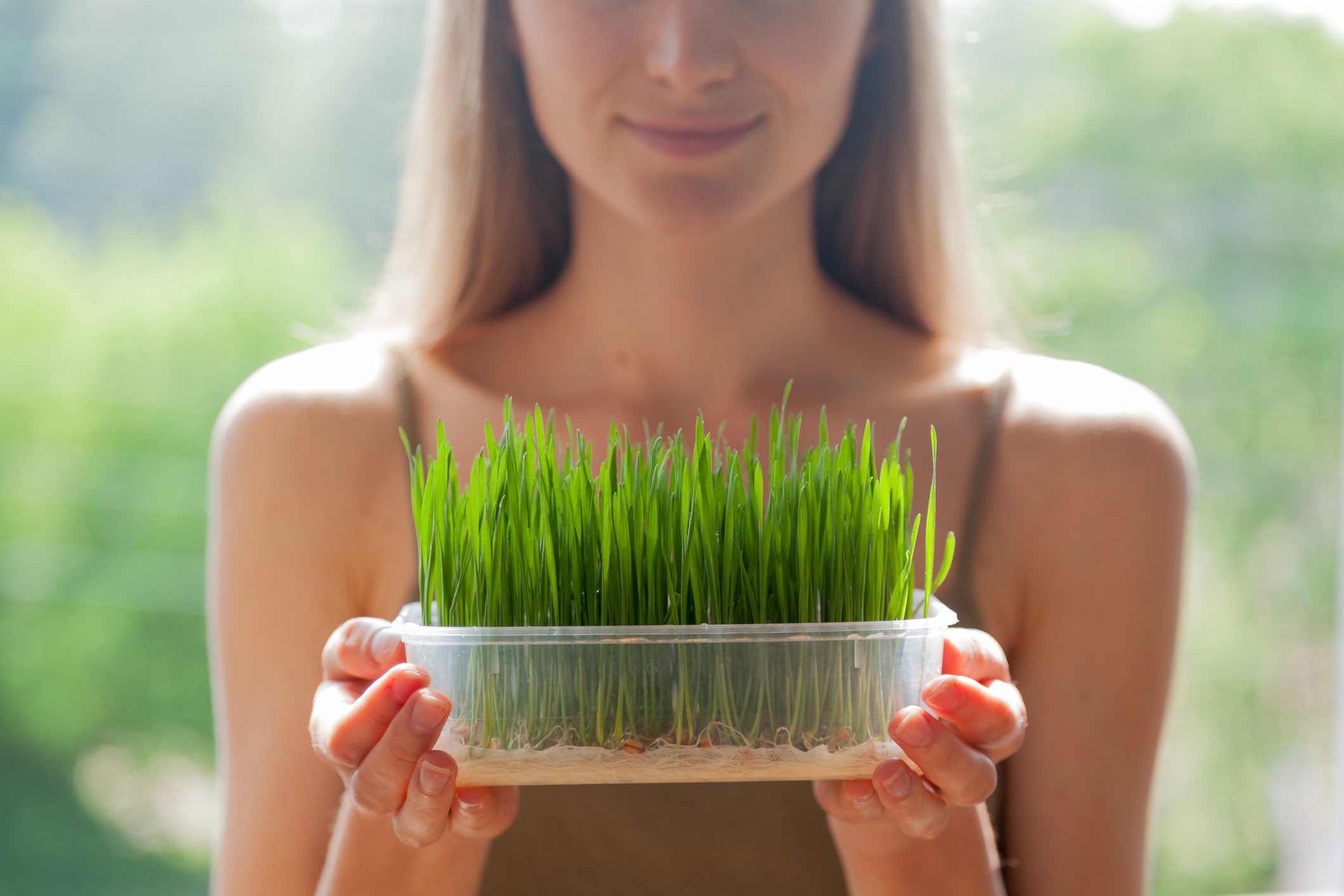 wheatgrass