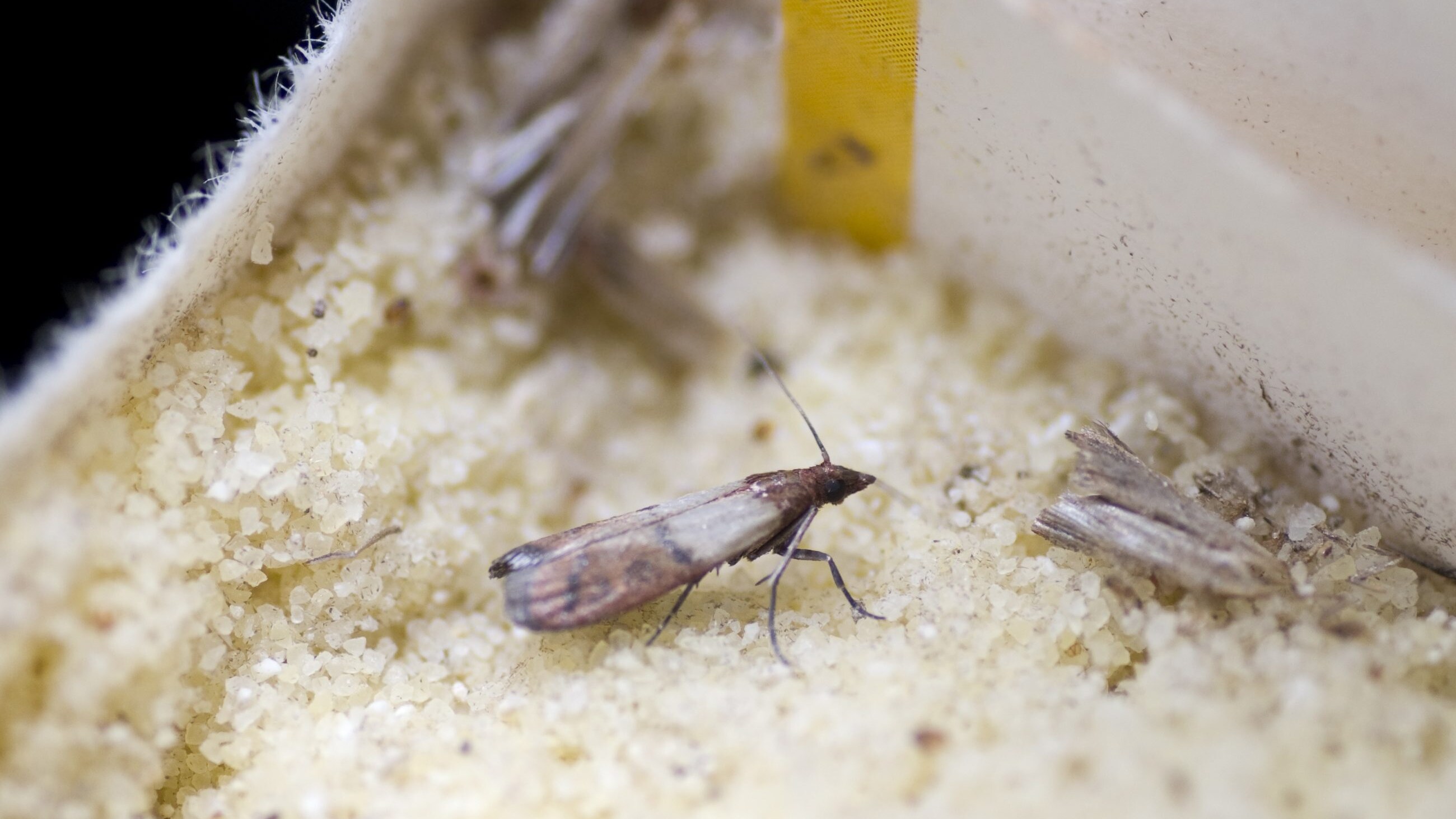 flour-moths