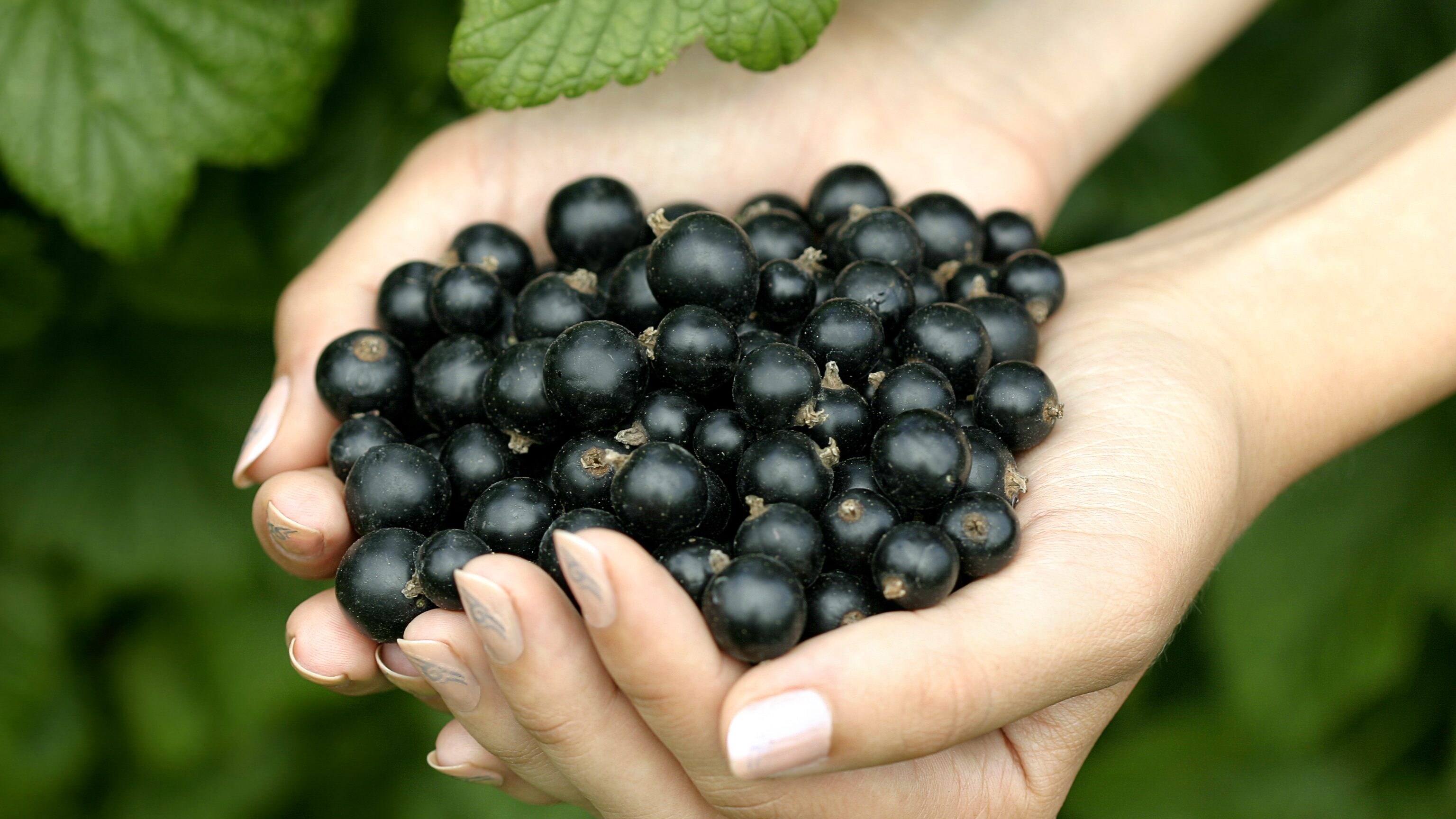 Ribes nigrum