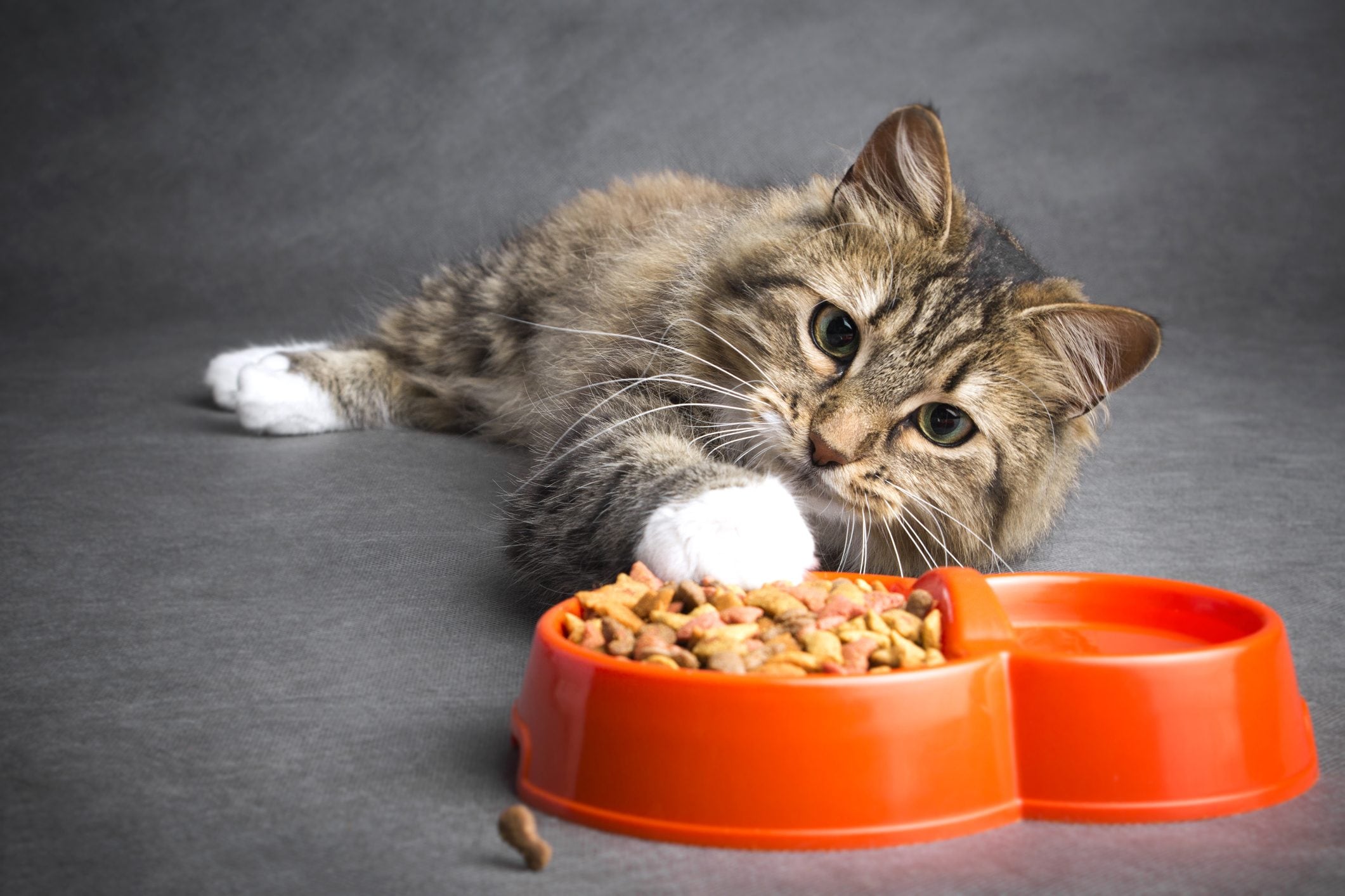 10 foods forbidden to cats