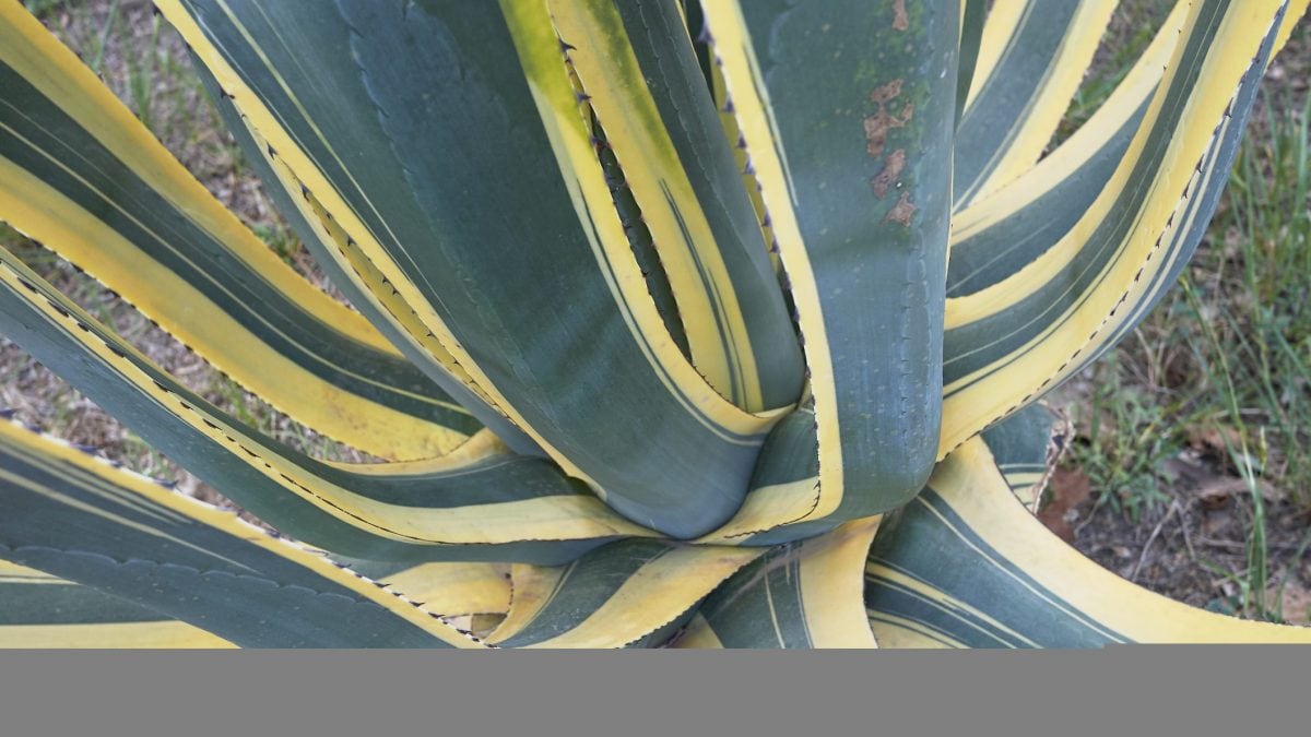 Unlock The Power Of Tarascan Maguey Juice Recipes Benefits - 41htt2j
