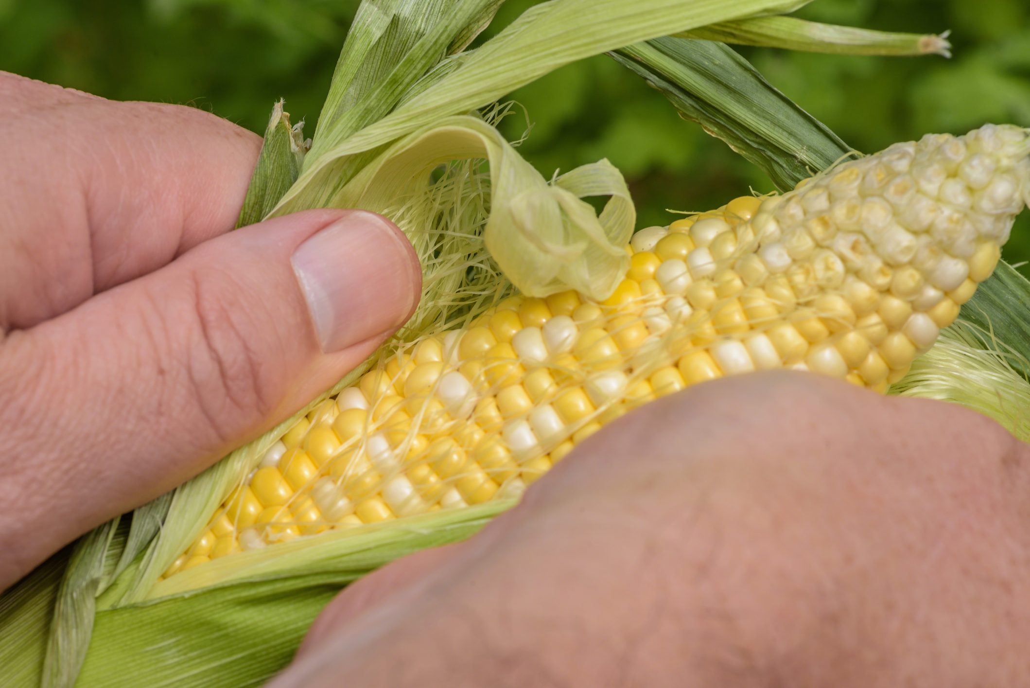 Thread Corn All about corn silk