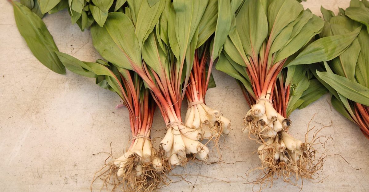 Spring Is The Best Time To Forage For Ramps I.e., Pungent Plants