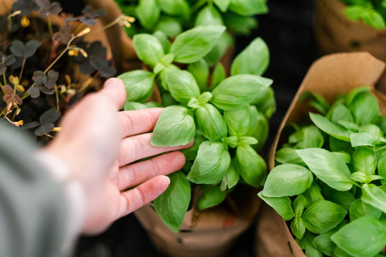 Gardening How to Care for a Basil Plant from the Grocery Store