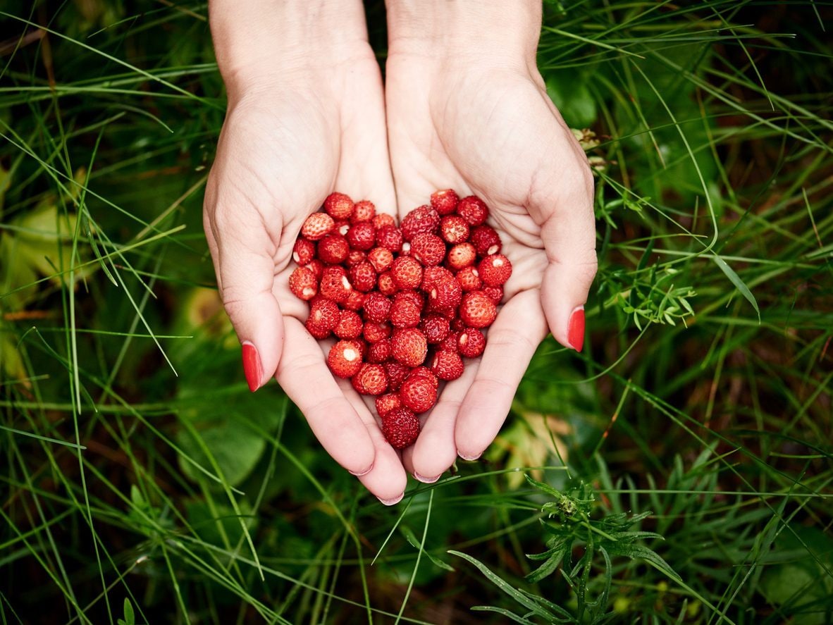 How to Grow Wild Strawberries At Home
